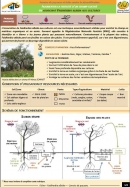 Fiche LCD: Faidherbia Albida 