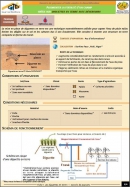 Fiche LCD: Diguettes