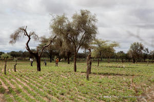 Le projet « Les communautés reverdissent le Sahel » 2017 - 2027